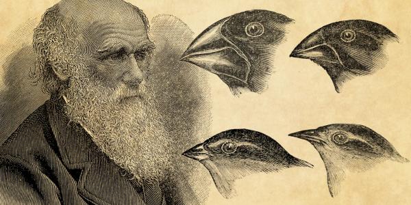 Darwin and some finches