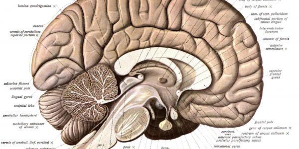 Anatomical drawing of the brain with labels