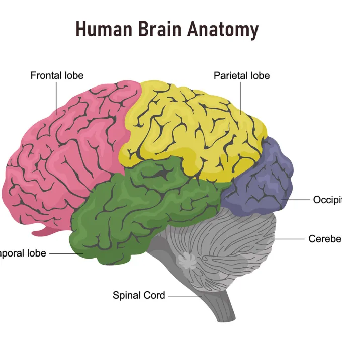 a colorful diagram of a brain
